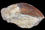 Polished Dinosaur Bone (Gembone) Section - Colorado #73015-2